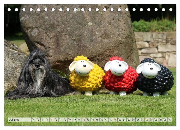 Produktbild: Tibet Terrier Theo (Tischkalender 2026 DIN A5 quer), CALVENDO Monatskalender