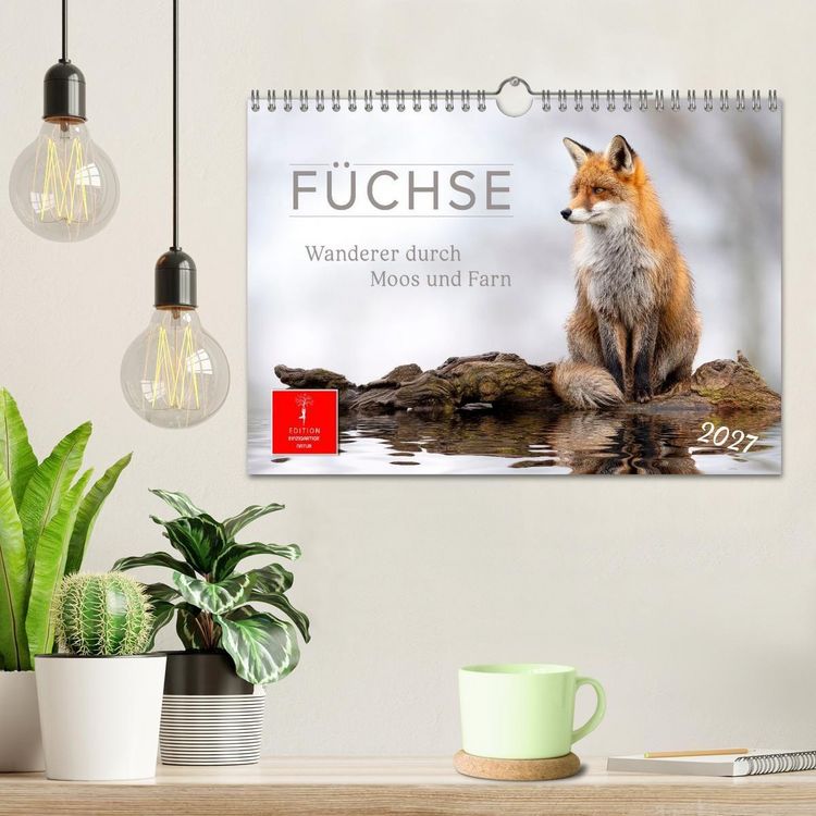 Produktbild: F&uuml;chse - Wanderer durch Moos und Farn (Wandkalender 2027 DIN A4 quer), CALVENDO Monatskalender
