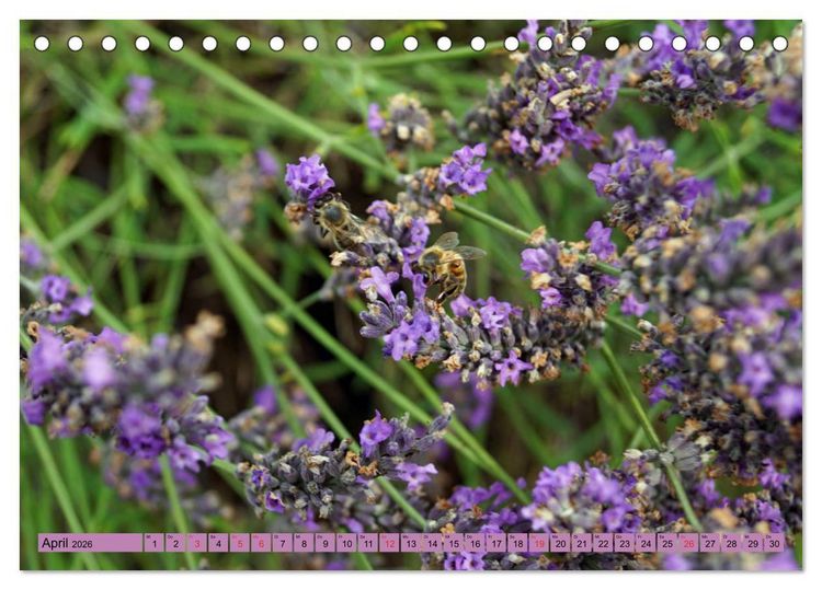 Produktbild: Farbzauber Lavendel (Tischkalender 2026 DIN A5 quer), CALVENDO Monatskalender
