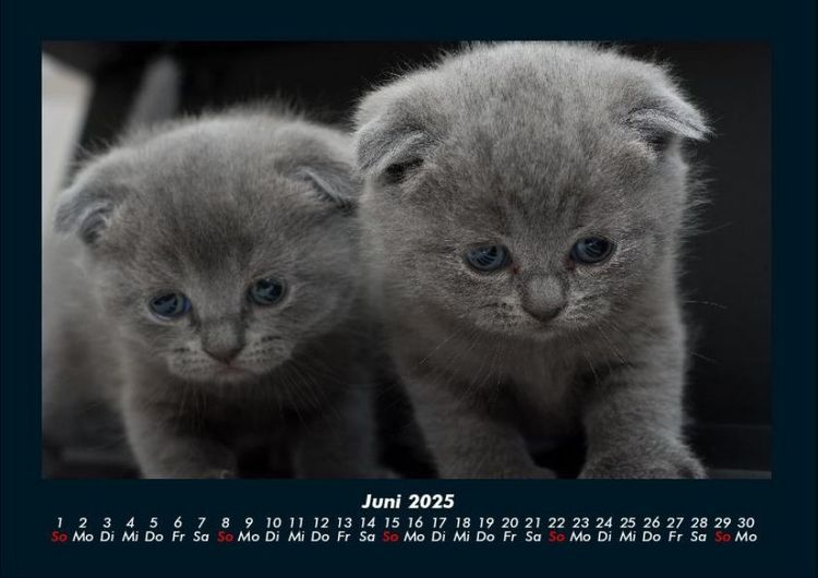 Produktbild: Katzen 2025 Fotokalender DIN A4