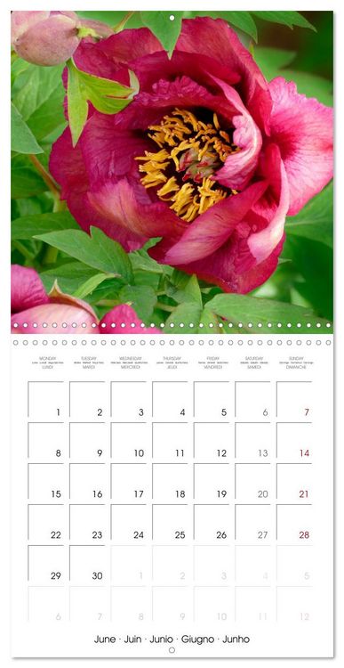 Produktbild: Peonies as painted (Wall Calendar 2026 12 &times; 12 Inch) CALVENDO 12 Month Wall Calendar
