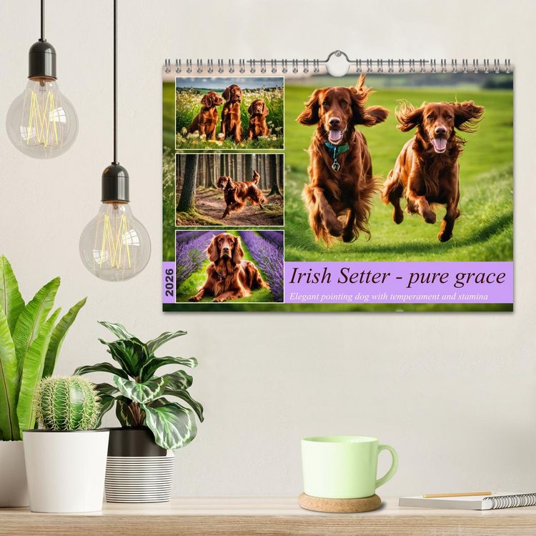 Produktbild: Irish Setter - pure grace (Wall Calendar 2026 DIN A4 landscape), CALVENDO 12 Month Wall Calendar