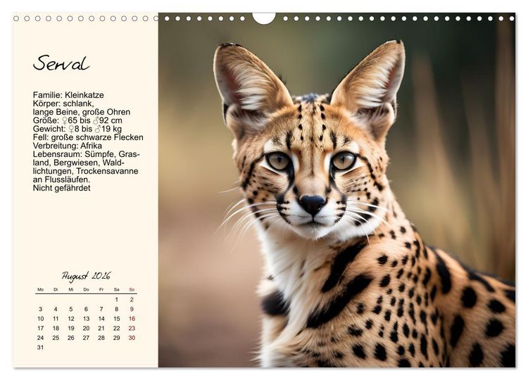 Produktbild: Zw&ouml;lf Raubkatzen im Portrait (Wandkalender 2026 DIN A3 quer), CALVENDO Monatskalender
