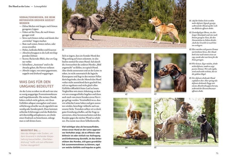 Produktbild: Hunde lesen lernen