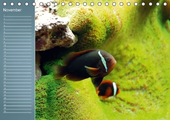 Produktbild: Bunte Riffbewohner - Fische, Anemonen und noch viel mehr (Tischkalender immerw&auml;hrend DIN A5 quer)