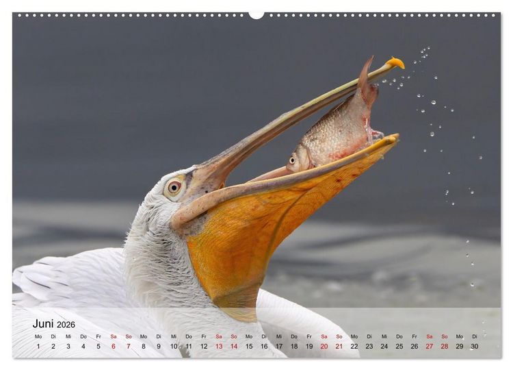 Produktbild: Krauskopfpelikane (hochwertiger Premium Wandkalender 2026 DIN A2 quer), Kunstdruck in Hochglanz