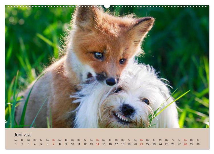 Produktbild: Der Fuchs. Bezaubernder Geselle (hochwertiger Premium Wandkalender 2026 DIN A2 quer), Kunstdruck in Hochglanz