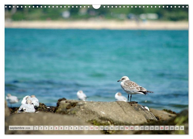 Produktbild: Oiseaux libres et sauvages (Calendrier mural 2026 DIN A3 vertical), CALVENDO calendrier mensuel