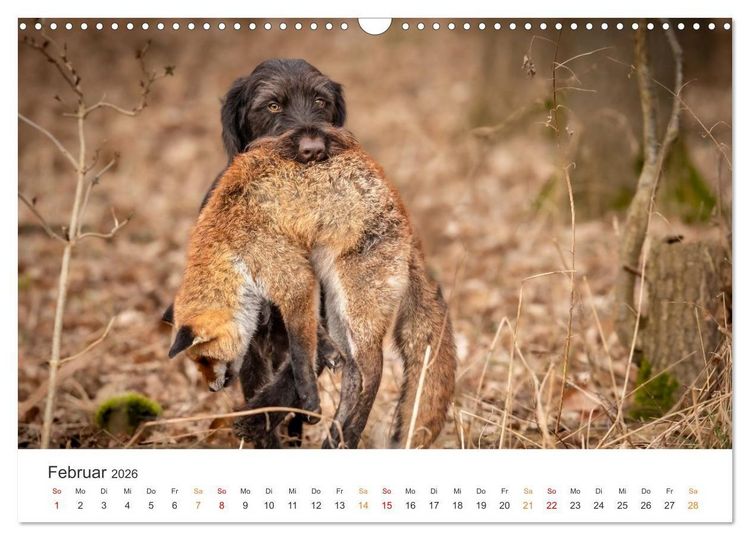 Produktbild: Treue Jagdgef&auml;hrten - Jagdhunderassen im Portrait (Wandkalender 2026 DIN A3 quer), CALVENDO Monatskalender