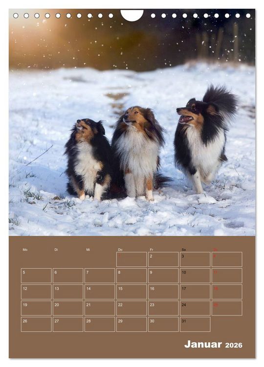 Produktbild: SHELTIES Herzensbrecher auf 4 Pfoten (Wandkalender 2026 DIN A4 hoch), CALVENDO Monatskalender