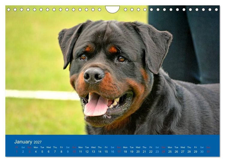 Produktbild: Rottweiler Portait Shots 2027 (Wall Calendar 2027 DIN A4 landscape), CALVENDO 12 Month Wall Calendar