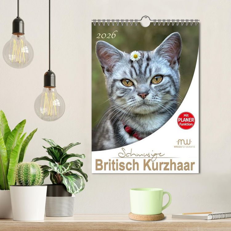 Produktbild: Schmusige Britisch Kurzhaar (Wandkalender 2026 DIN A4 hoch), CALVENDO Monatskalender
