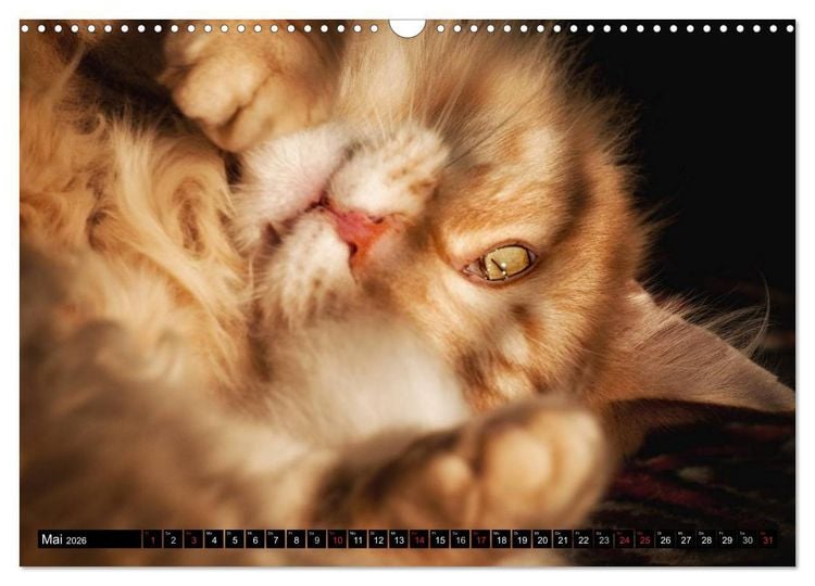 Produktbild: KATZEN Beautys (Wandkalender 2026 DIN A3 quer), CALVENDO Monatskalender