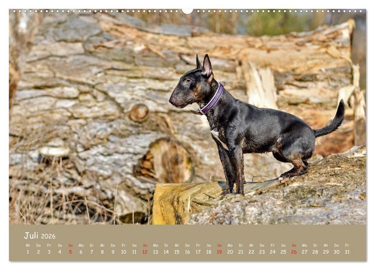 Produktbild: Einmal Bullterrier - immer Bullterrier (hochwertiger Premium Wandkalender 2026 DIN A2 quer), Kunstdruck in Hochglanz