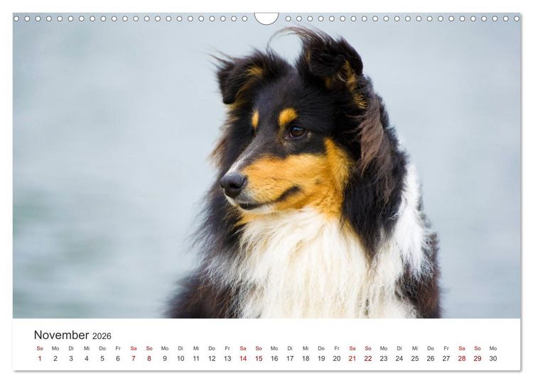Produktbild: Shelties - Die zuckers&uuml;&szlig;en Vierbeiner. (Wandkalender 2026 DIN A3 quer), CALVENDO Monatskalender