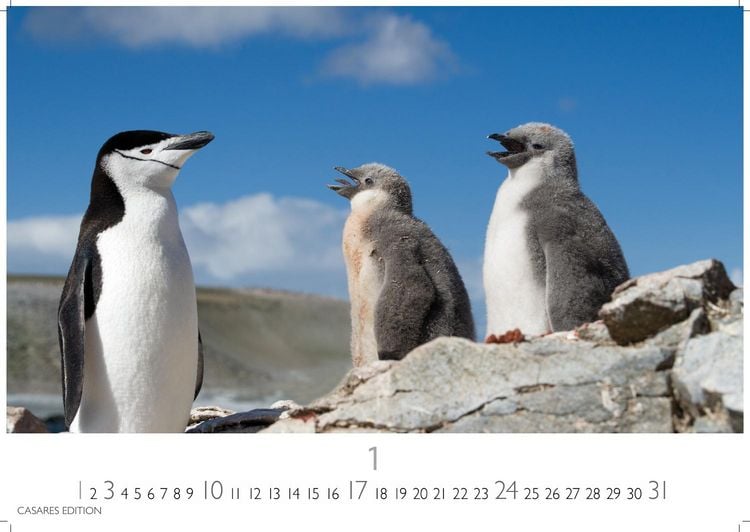 Produktbild: Pinguine Kalender 2027 &ndash; Wandkalender | Fotokalender Tierkalender 24x35cm | . mit niedlichen Pinguin-Motiven im antarktischen Lebensraum.