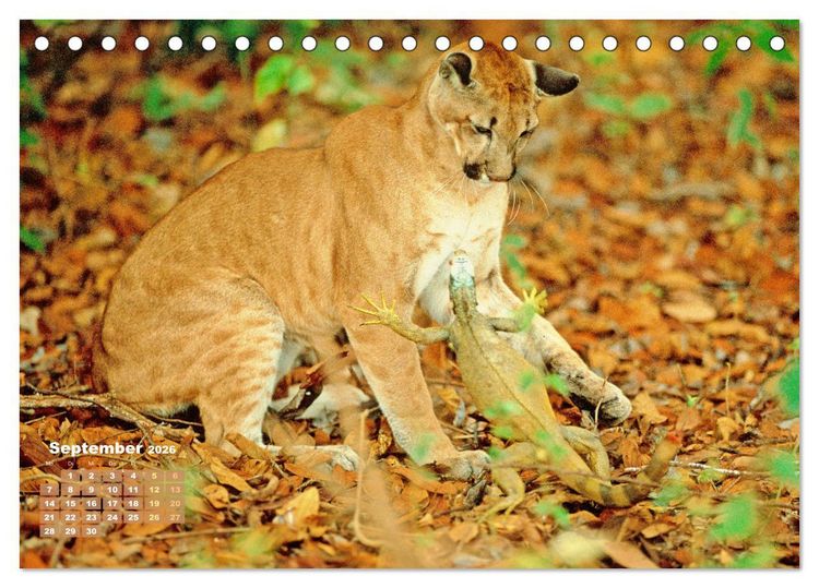 Produktbild: Puma: Auf leisen Pfoten (Tischkalender 2026 DIN A5 quer), CALVENDO Monatskalender