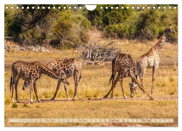 Produktbild: Chobe River - Eine spannende Flussfahrt in Botswana (Wandkalender 2026 DIN A4 quer), CALVENDO Monatskalender