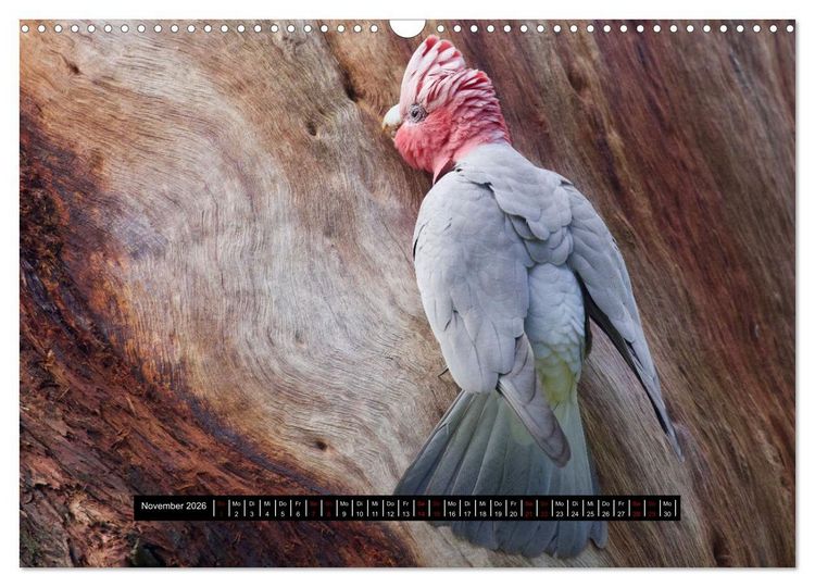 Produktbild: Faszination Australien - Welt der V&ouml;gel (Wandkalender 2026 DIN A3 quer), CALVENDO Monatskalender