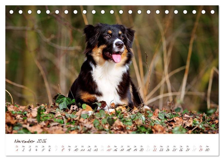 Produktbild: Wunderbare Australian Shepherds (Tischkalender 2026 DIN A5 quer), CALVENDO Monatskalender