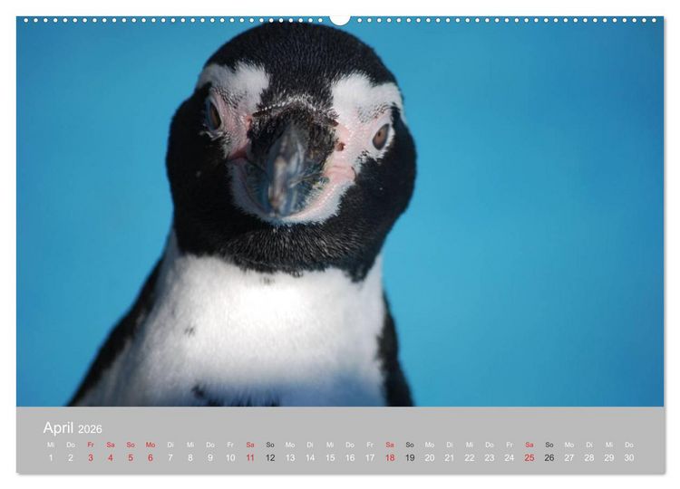 Produktbild: Pinguine 2026 (Wandkalender 2026 DIN A2 quer), CALVENDO Monatskalender
