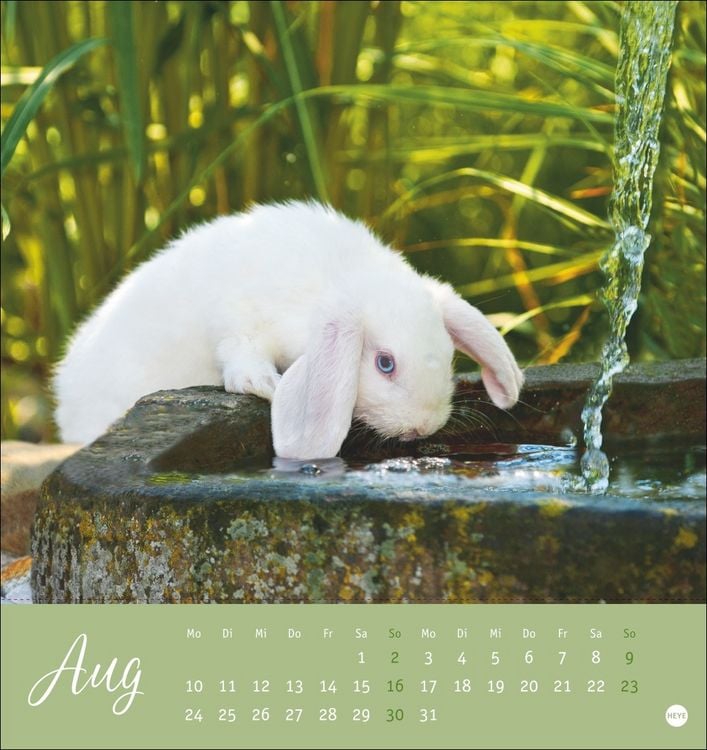 Produktbild: S&uuml;&szlig;e Kaninchen Postkartenkalender 2026