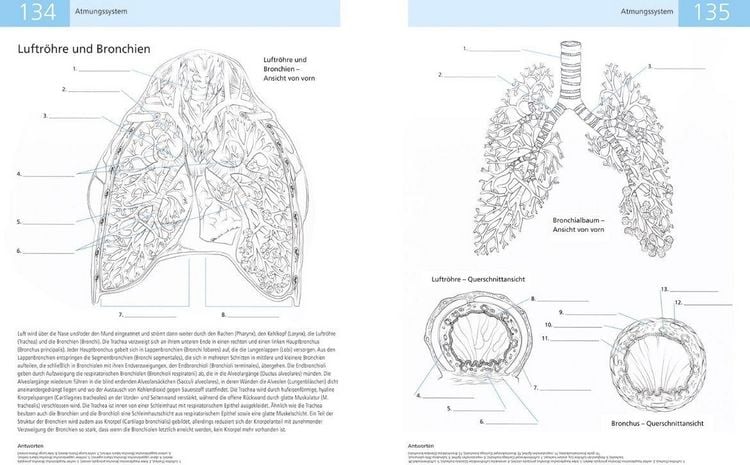 Produktbild: Das Lehrbuch der Anatomie