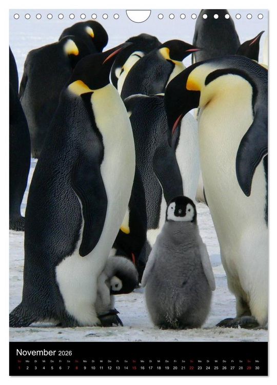 Produktbild: Pinguine - Wackeln im Thermo-Frack (Wandkalender 2026 DIN A4 hoch), CALVENDO Monatskalender