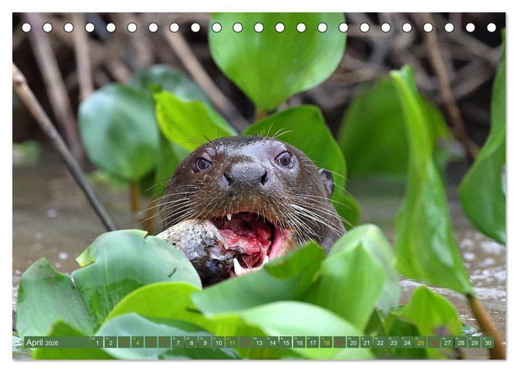 Produktbild: Riesenotter - Flussw&ouml;lfe im Pantanal (Tischkalender 2026 DIN A5 quer), CALVENDO Monatskalender