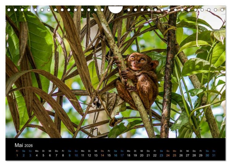 Produktbild: Philippinen Foto Wandkalender 2026 (Wandkalender 2026 DIN A4 quer), CALVENDO Monatskalender