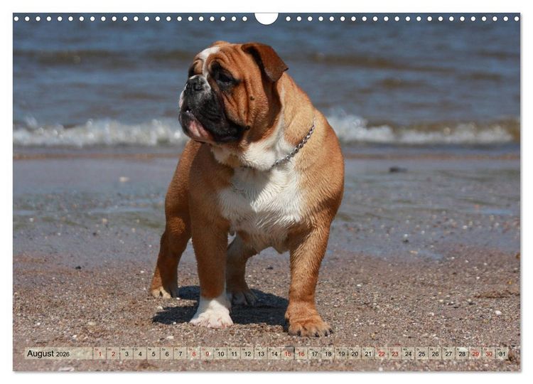 Produktbild: Bulldoggen - Englische und Franz&ouml;sische Bulldoggen (Wandkalender 2026 DIN A3 quer), CALVENDO Monatskalender