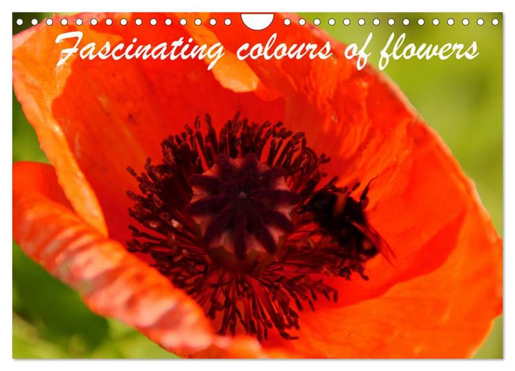 Produktbild: Fascinating colours of flowers (Wall Calendar 2026 DIN A4 landscape), CALVENDO 12 Month Wall Calendar