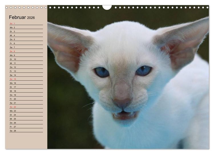 Produktbild: Siamkatzen - Kleiner Frechdachs mit Familie (Wandkalender 2026 DIN A3 quer), CALVENDO Monatskalender