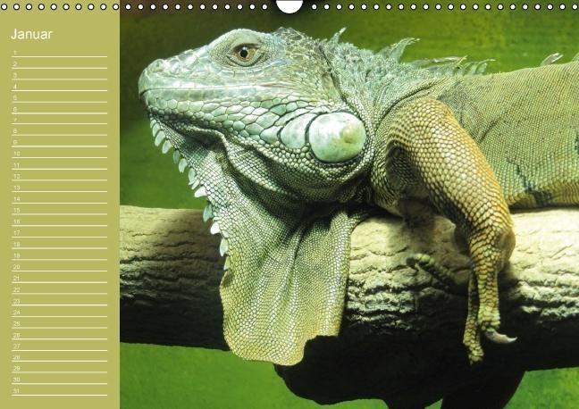 Produktbild: Drachen / Geburtstagskalender (Wandkalender immerw&auml;hrend DIN A3 quer)