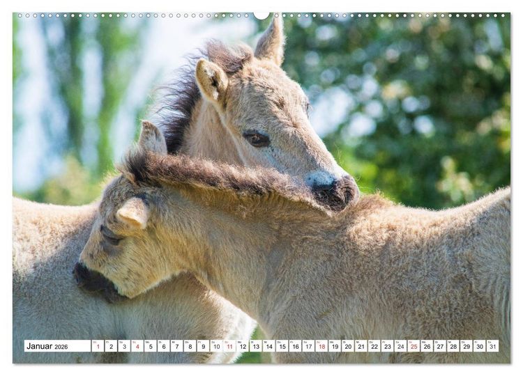Produktbild: Konik - Frei geboren (hochwertiger Premium Wandkalender 2026 DIN A2 quer), Kunstdruck in Hochglanz