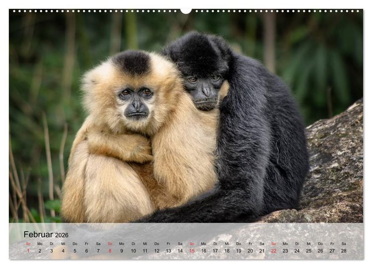 Produktbild: Faszination Affen. Kobolde zum Verlieben (Wandkalender 2026 DIN A2 quer), CALVENDO Monatskalender