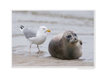 Produktbild: CALVENDO Puzzle Ein Motiv aus dem Kalender Emotional Moments: Heligoland - Insel in der Nordsee. / UK-Version | 1000 Teile Lege-Gr&ouml;&szlig;e 64x48cm Foto-Puzzle f&uuml;r gl&uuml;ckliche Stunden