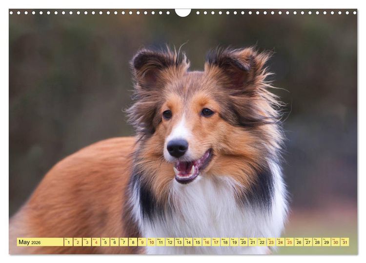 Produktbild: Shetland Sheepdogs - Sweet little charmers (Wall Calendar 2026 DIN A3 landscape), CALVENDO 12 Month Wall Calendar
