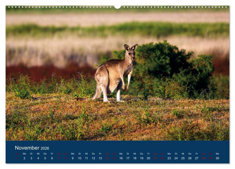 Produktbild: Freilebende K&auml;ngurus (hochwertiger Premium Wandkalender 2026 DIN A2 quer), Kunstdruck in Hochglanz