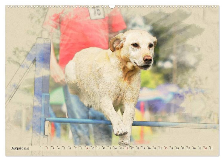 Produktbild: Labrador Retriever 2026 (Wandkalender 2026 DIN A2 quer), CALVENDO Monatskalender