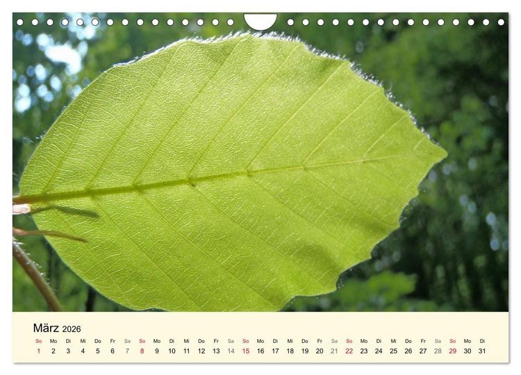 Produktbild: Kraftquelle Gr&uuml;n (Wandkalender 2026 DIN A4 quer), CALVENDO Monatskalender