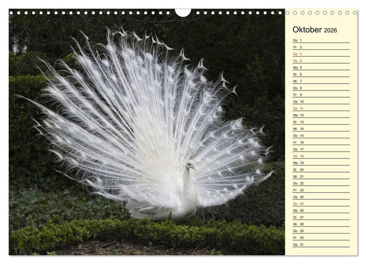 Produktbild: Pfaue. Pr&auml;chtig und schillernd (Wandkalender 2026 DIN A3 quer), CALVENDO Monatskalender