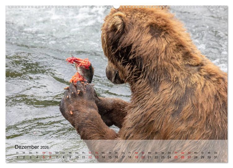 Produktbild: Aug in Aug mit den Braunb&auml;ren in Kamtschatka (Wandkalender 2026 DIN A2 quer), CALVENDO Monatskalender