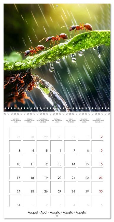 Produktbild: WILDLIFE IN THE ENCHANTED FOREST (Wall Calendar 2026 12 &times; 12 Inch) CALVENDO 12 Month Wall Calendar