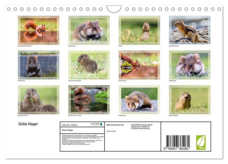 Produktbild: S&uuml;&szlig;e Nager (Wandkalender 2026 DIN A4 quer), CALVENDO Monatskalender