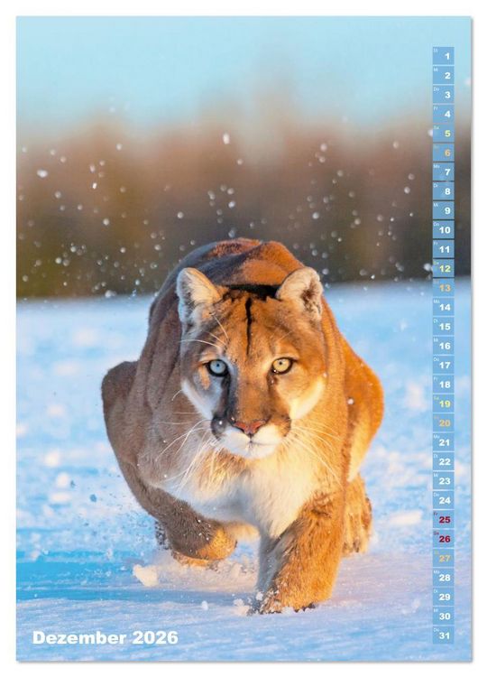 Produktbild: Raubkatzen: Die J&auml;ger auf leisen Pfoten (hochwertiger Premium Wandkalender 2026 DIN A2 hoch), Kunstdruck in Hochglanz