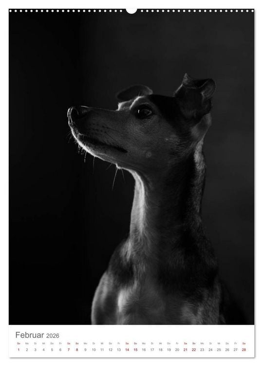 Produktbild: Fine Art Hundeportraits (Wandkalender 2026 DIN A2 hoch), CALVENDO Monatskalender