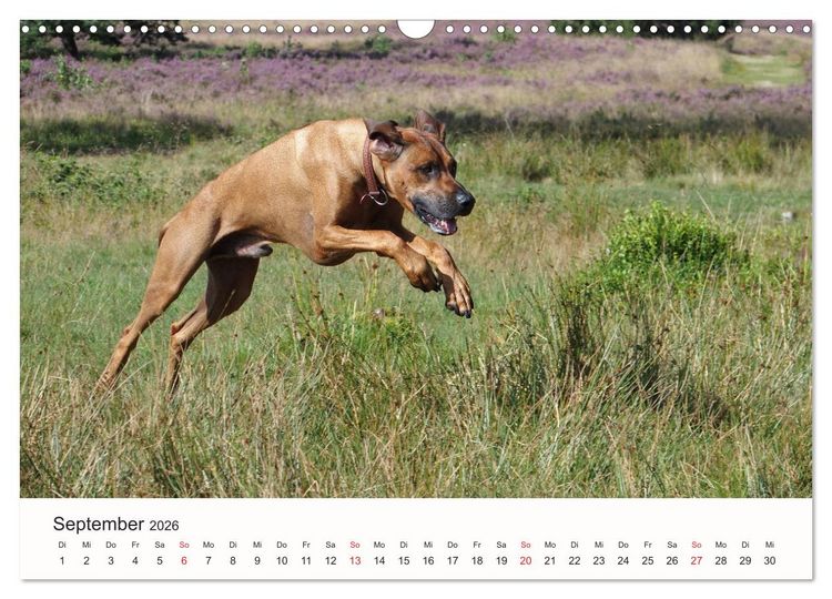 Produktbild: Rhodesian Ridgeback Sch&ouml;nheit aus Afrika (Wandkalender 2026 DIN A3 quer), CALVENDO Monatskalender