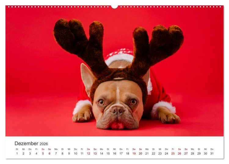 Produktbild: Die Bulldogge Henry (Wandkalender 2026 DIN A2 quer), CALVENDO Monatskalender