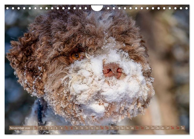 Produktbild: Lagotto Romagnolo Mountain Life (Wall Calendar 2026 DIN A4 landscape), CALVENDO 12 Month Wall Calendar